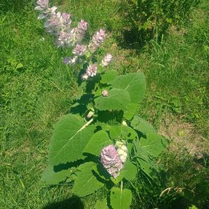 salvia sclarea