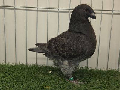 RO 25 - 27210