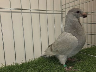 MASCUL RO 25 - 87