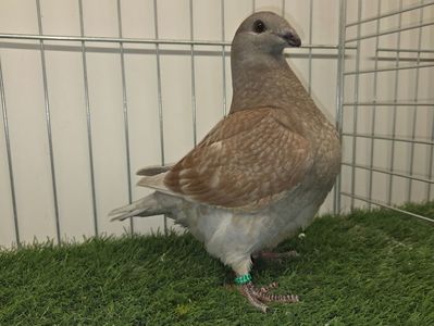 FEMELĂ 25 - 27214