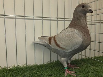 FEMELA 25 - 122