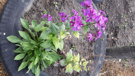 Lunaria annua