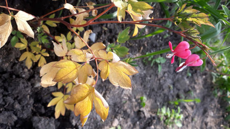 Dicentra; Aproape inecata, dar tot a inflorit
