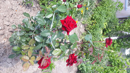 Dame de coeur