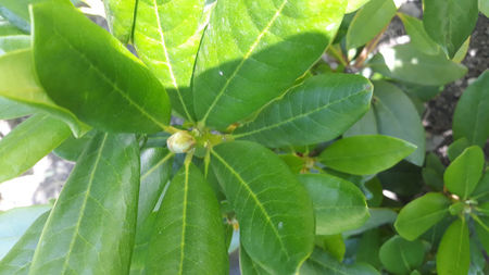 Azalee imbobocita