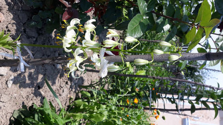Lilium Snowy Morning