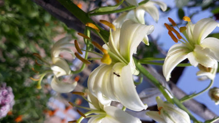 Lilium Snowy Morning