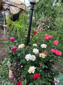 IMG-20250620-WA0122