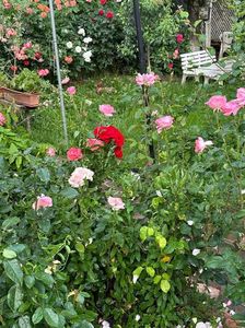 IMG-20250620-WA0129
