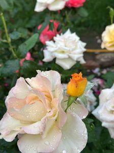 IMG-20250620-WA0131