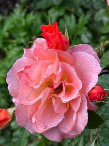 IMG-20250620-WA0132