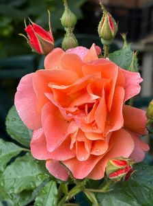 IMG-20250620-WA0133