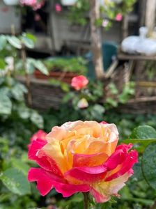 IMG-20250620-WA0136