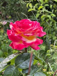 IMG-20250620-WA0137