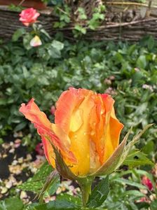 IMG-20250620-WA0138