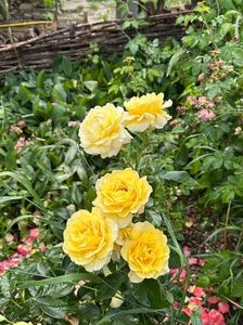 IMG-20250620-WA0141