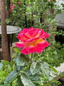 IMG-20250620-WA0143