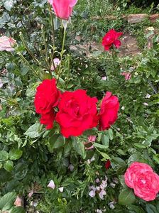 IMG-20250620-WA0145
