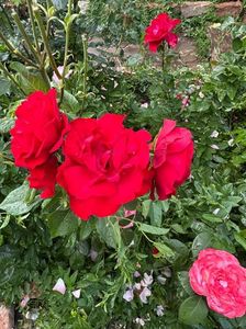 IMG-20250620-WA0146