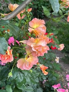 IMG-20250620-WA0148