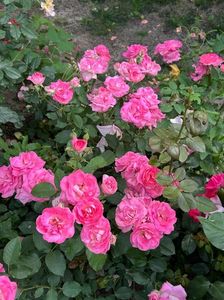 IMG-20250620-WA0149