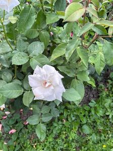 IMG-20250620-WA0151