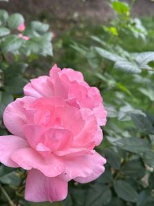 IMG-20250620-WA0152