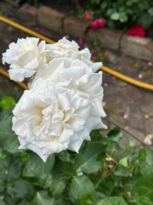 IMG-20250620-WA0155