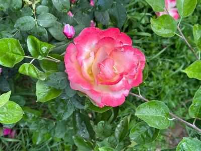 IMG-20250620-WA0157