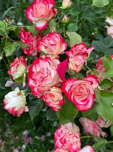 IMG-20250620-WA0158