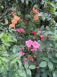 IMG-20250620-WA0159