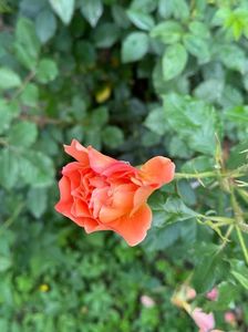 IMG-20250620-WA0160