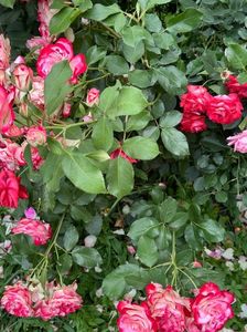 IMG-20250620-WA0161
