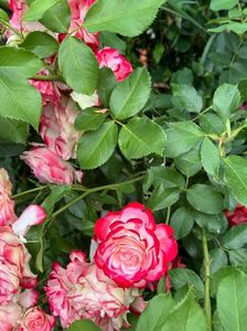 IMG-20250620-WA0162