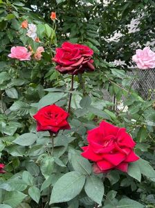 IMG-20250620-WA0163