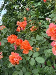 IMG-20250620-WA0164