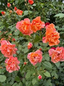 IMG-20250620-WA0165