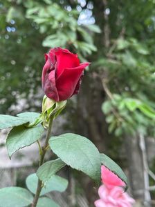 IMG-20250620-WA0166