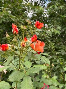 IMG-20250620-WA0168
