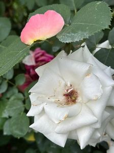 IMG-20250620-WA0169