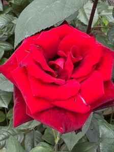 IMG-20250620-WA0170
