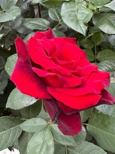 IMG-20250620-WA0171