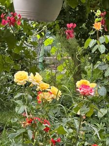 IMG-20250620-WA0172