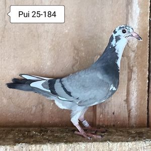 Pui 25-184