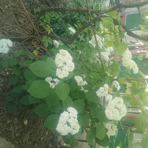 hortensie