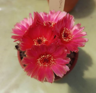 Notocactus ottonis v vencluianus