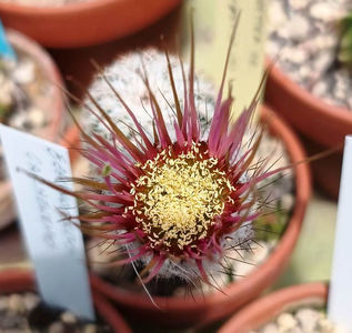 Echinocereus roetteri
