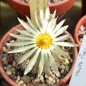 Astrophytum asterias cv Superkabuto Snow