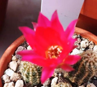 Chamaecereus rainbow