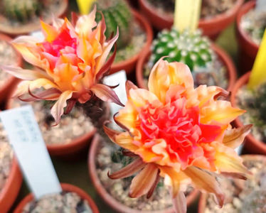 Echinopsis battiato